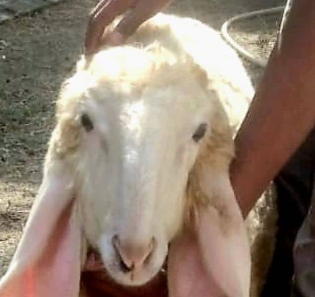 kajla chatra/sheep/goat/bakra/dumba 5