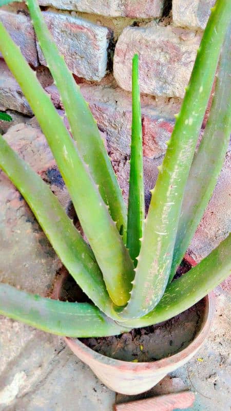 aloe vera plants 0