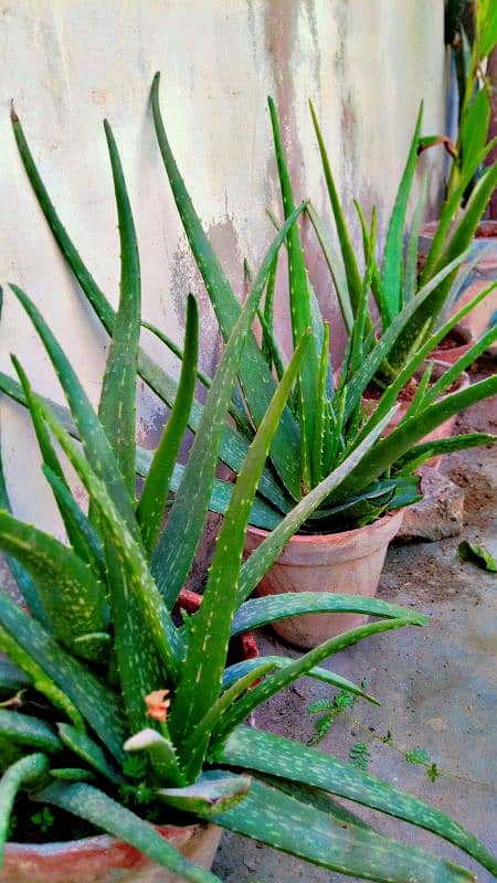 aloe vera plants 1