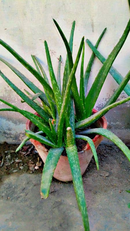 aloe vera plants 2