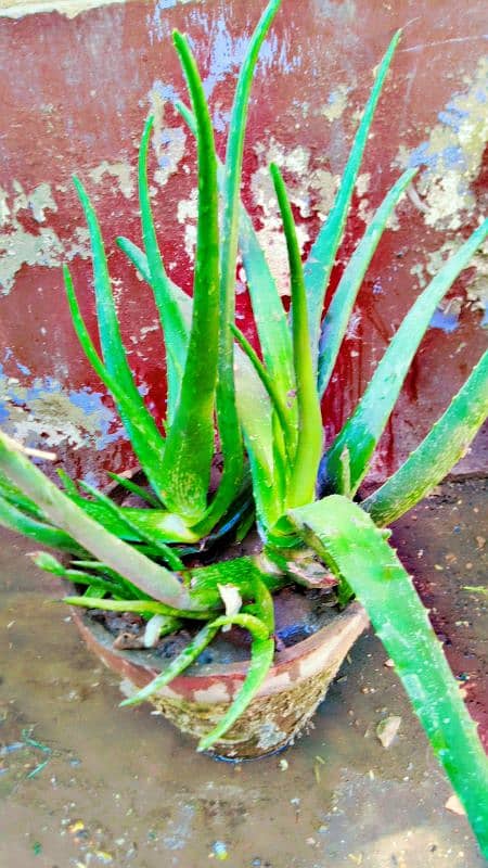 aloe vera plants 3