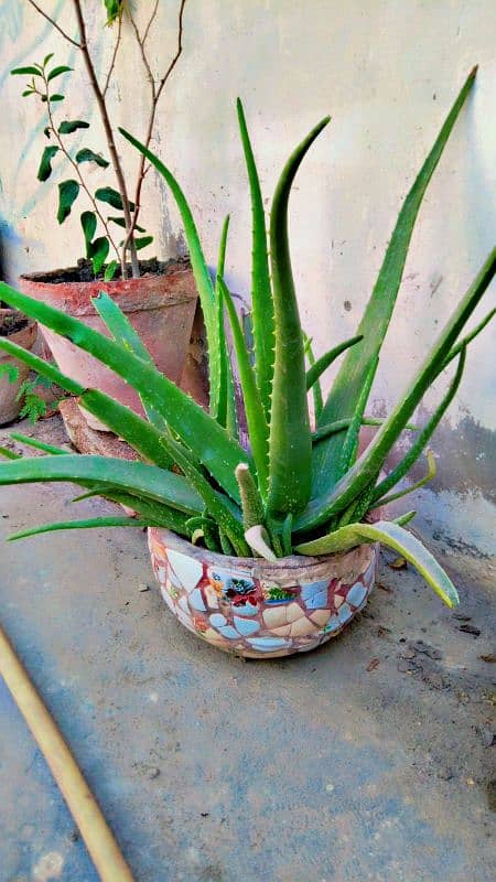 aloe vera plants 4