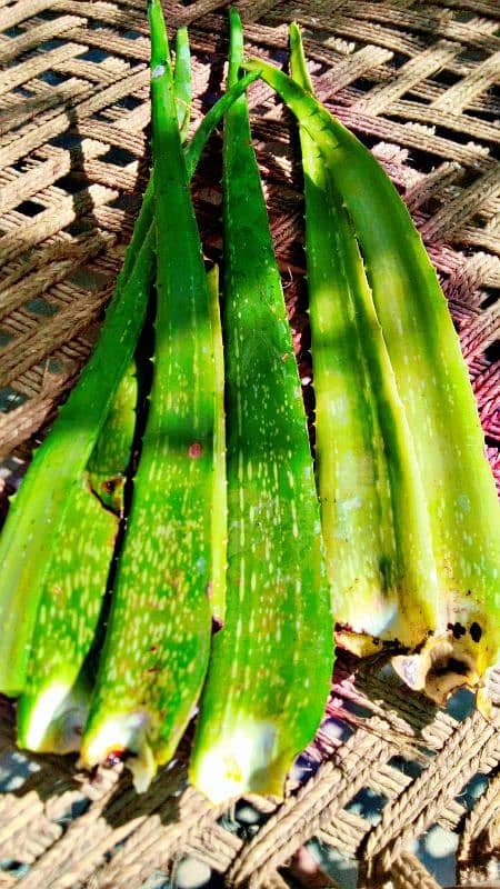 aloe vera plants 5