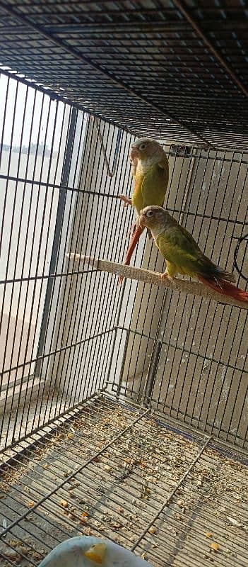 Pineapple conure pairs 0