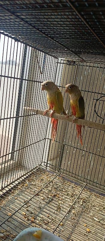 Pineapple conure pairs 1