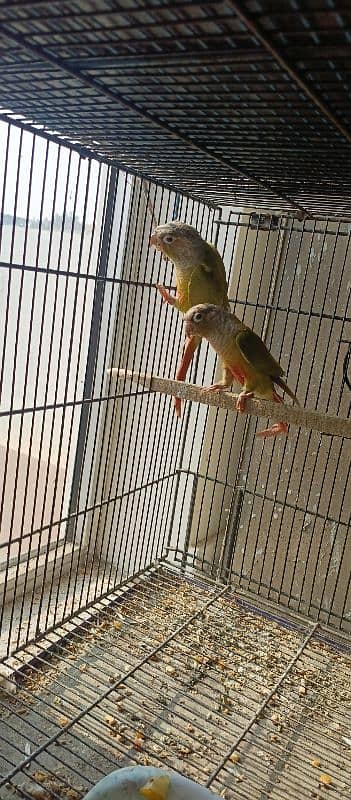 Pineapple conure pairs 2