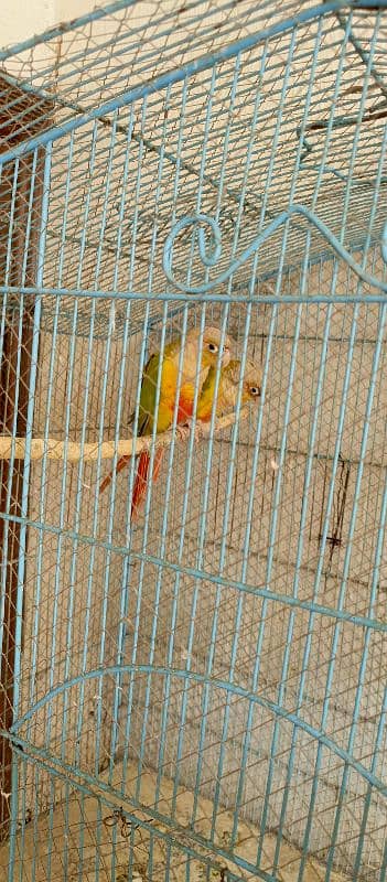 Pineapple conure pairs 3