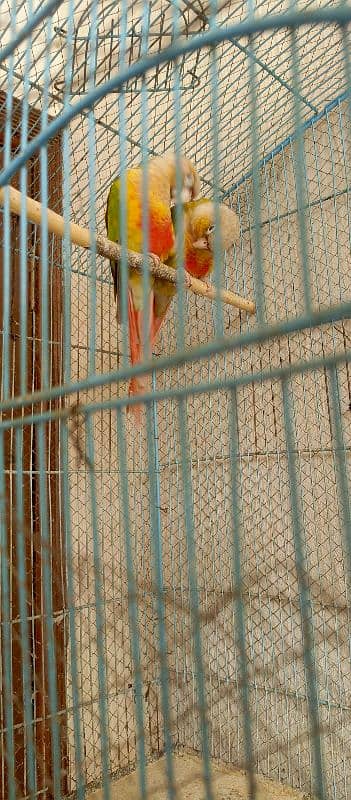 Pineapple conure pairs 4