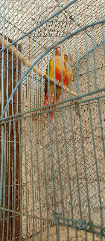 Pineapple conure pairs 5