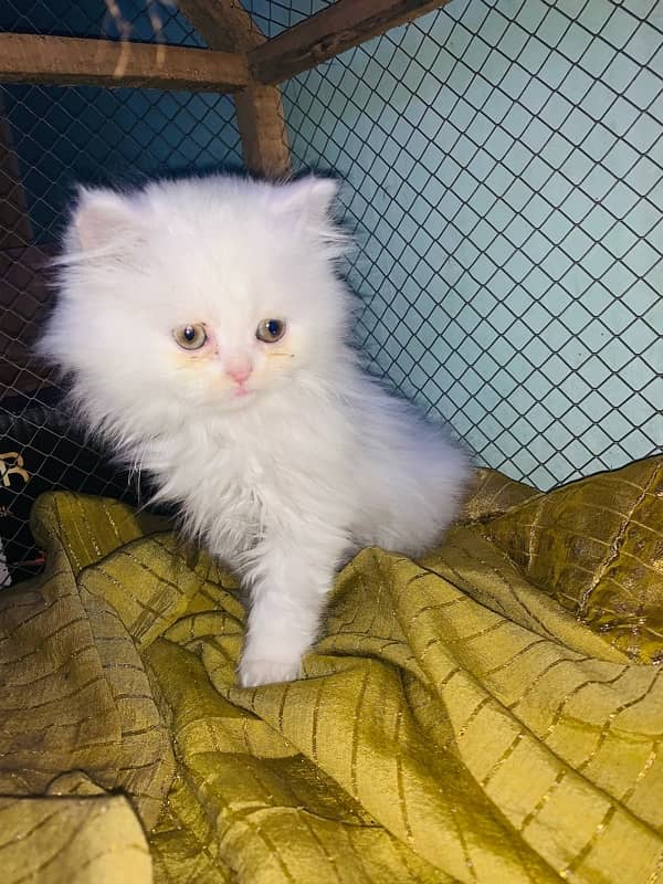 persian kitten male female both avilble 1