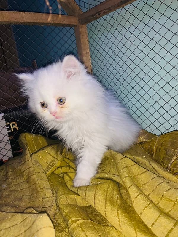 persian kitten male female both avilble 2