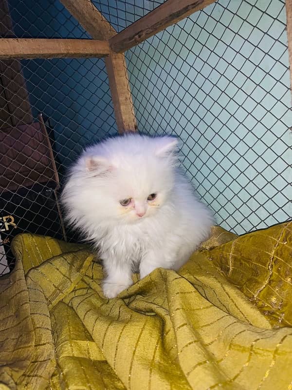 persian kitten male female both avilble 3