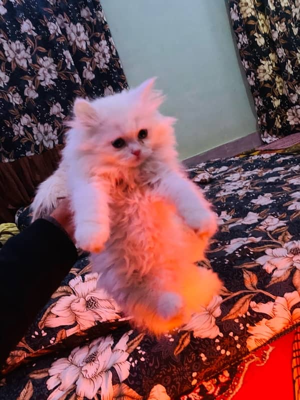 persian kitten male female both avilble 4