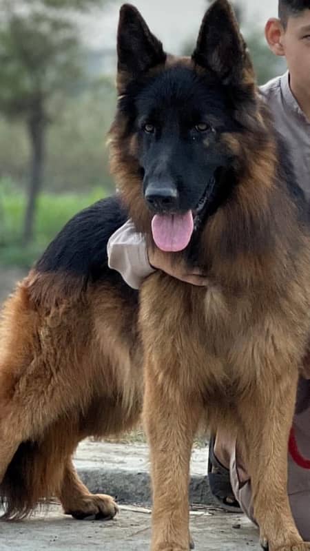 German Shepherd Male Long coat Pink pedigree 2