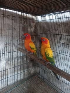 Sun Conure Pair