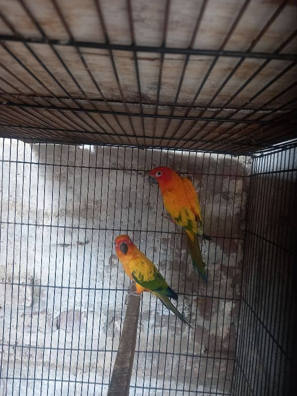 Sun Conure Pair 1