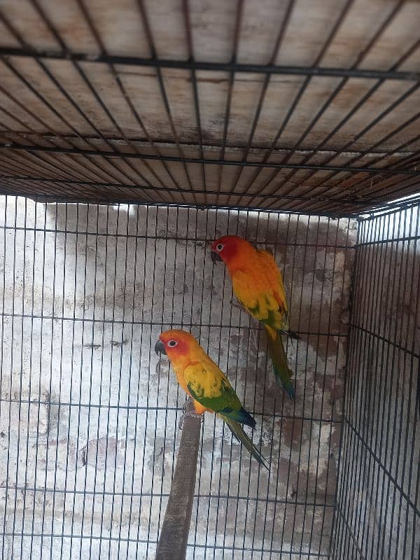 Sun Conure Pair 2