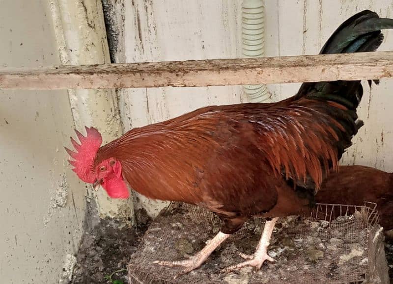 selling my rooster and hen 0