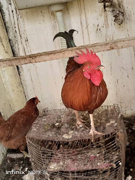 selling my rooster and hen 1