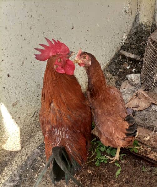 selling my rooster and hen 2