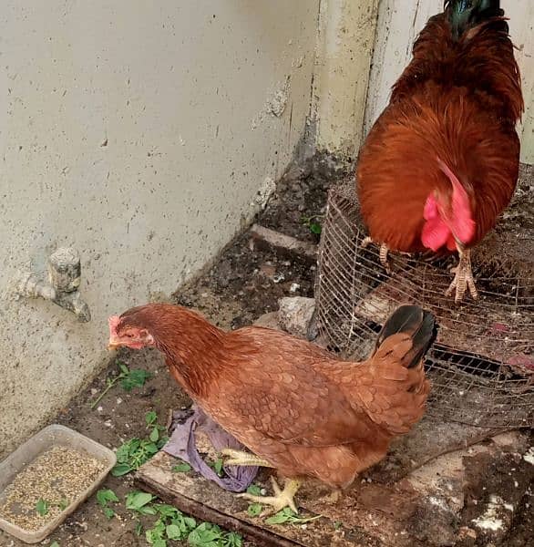 selling my rooster and hen 4