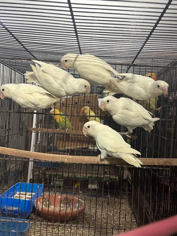 Albino blackeye ready to breed 0