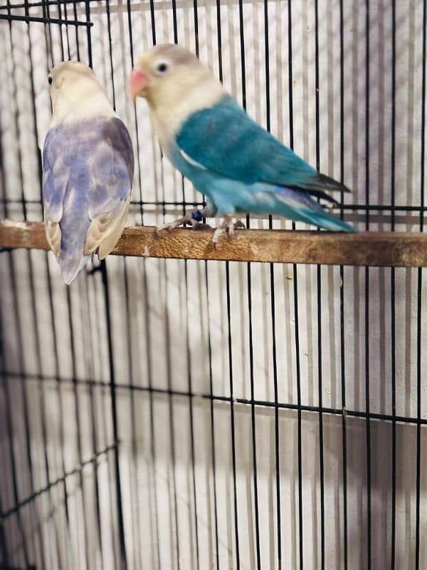 Love bird Breeder Guaranteed 4