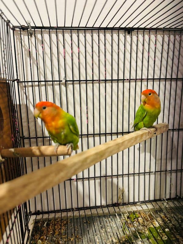 Love bird Breeder Guaranteed 5