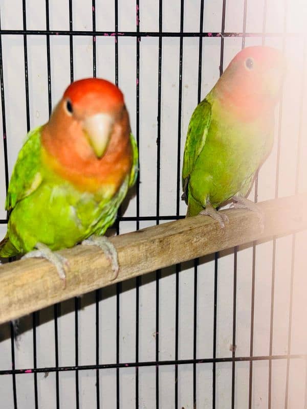 Love bird Breeder Guaranteed 6