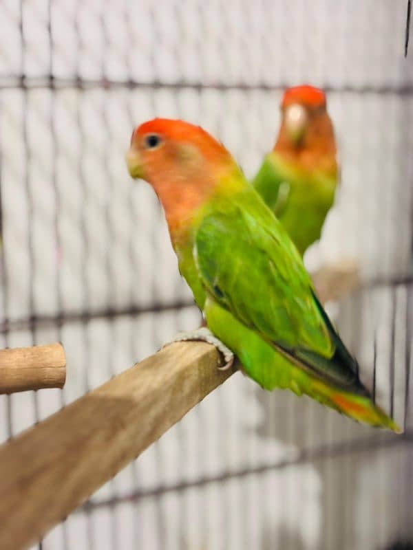 Love bird Breeder Guaranteed 7