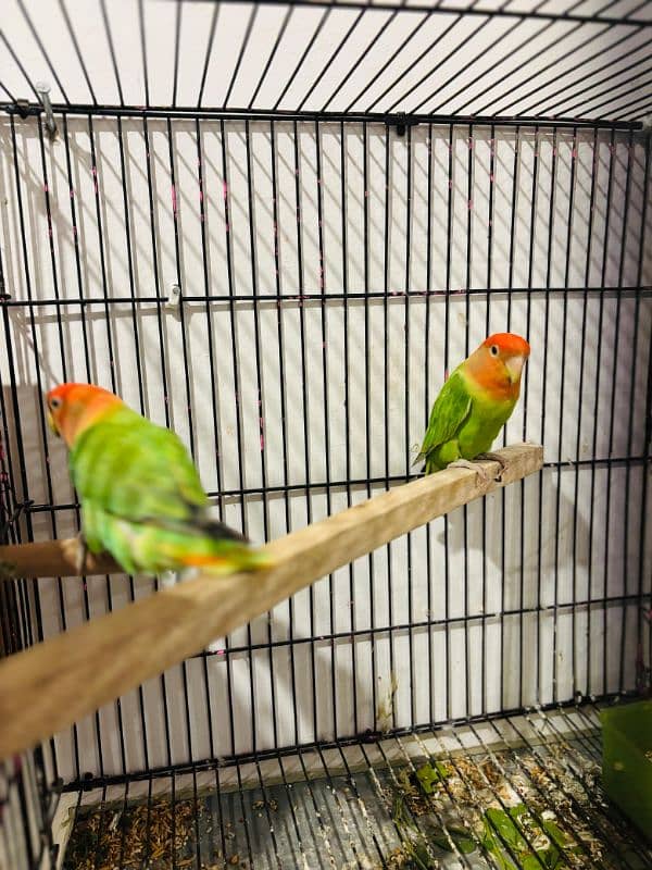 Love bird Breeder Guaranteed 8