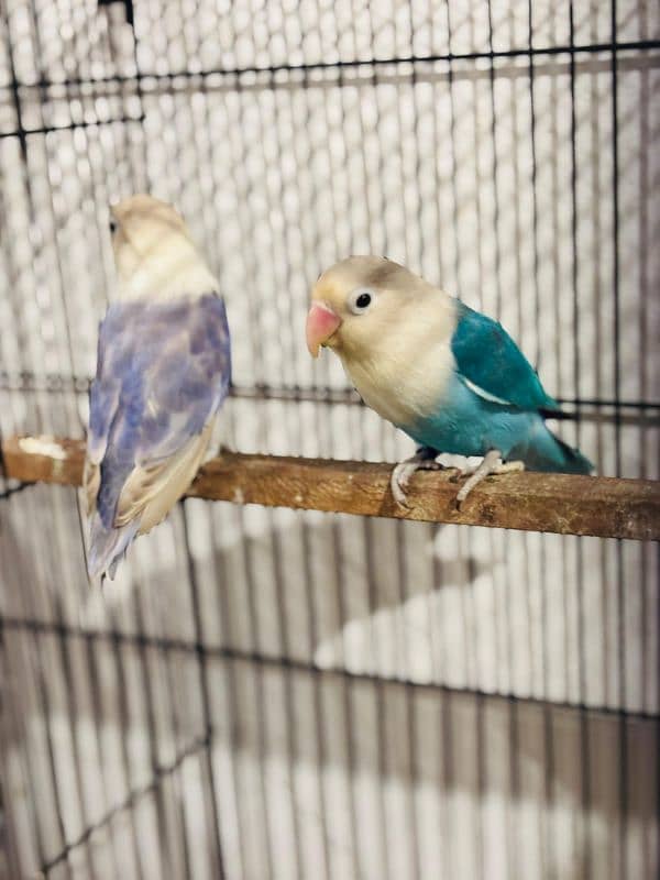 Love bird Breeder Guaranteed 9