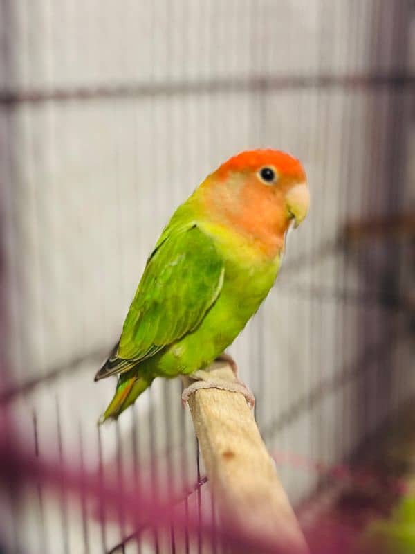 Love bird Breeder Guaranteed 11