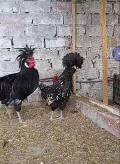 Block Polish Age And chicks Available 100% Faltire