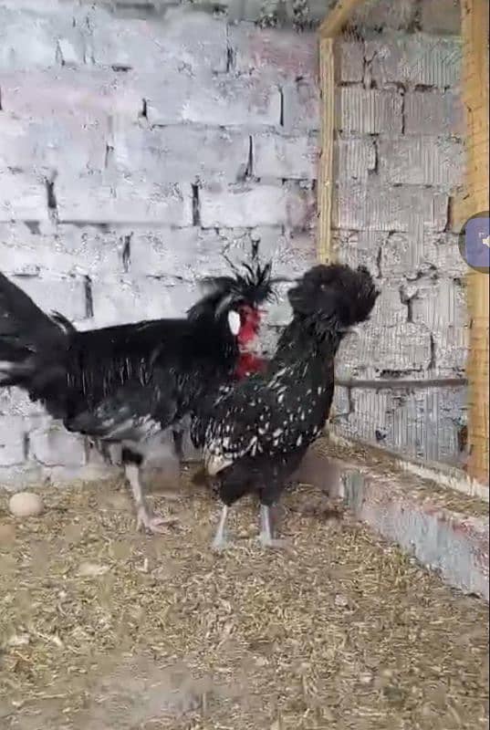 Block Polish Age And chicks Available 100% Faltire 4