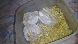 cocktail common white chicks on hand feeding