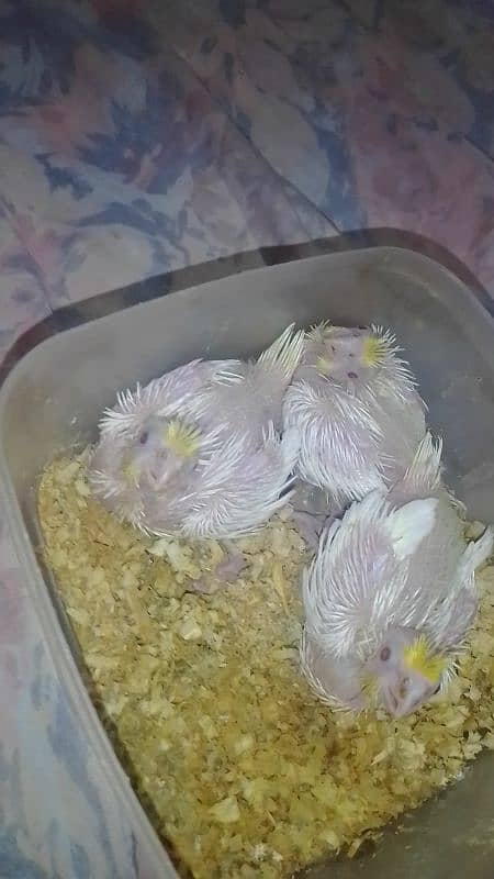 cocktail common white chicks on hand feeding 1