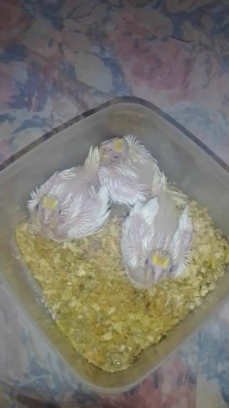 cocktail common white chicks on hand feeding 2