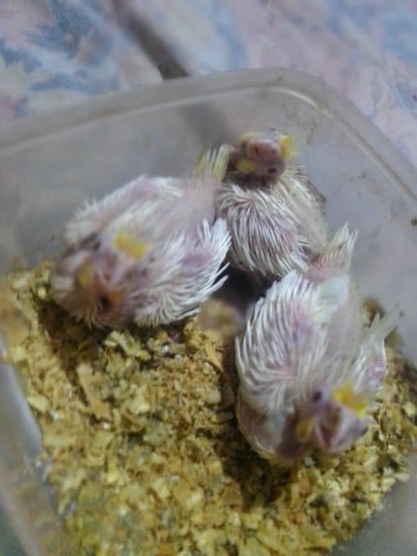 cocktail common white chicks on hand feeding 3