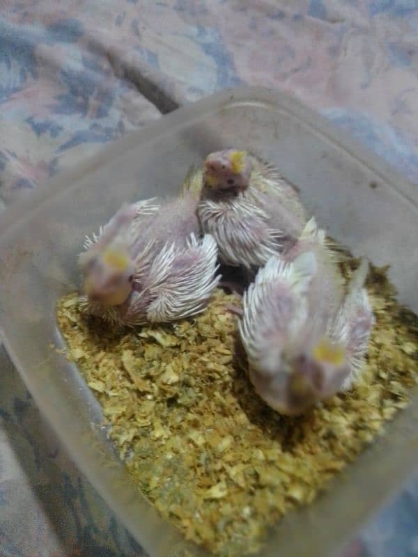 cocktail common white chicks on hand feeding 5