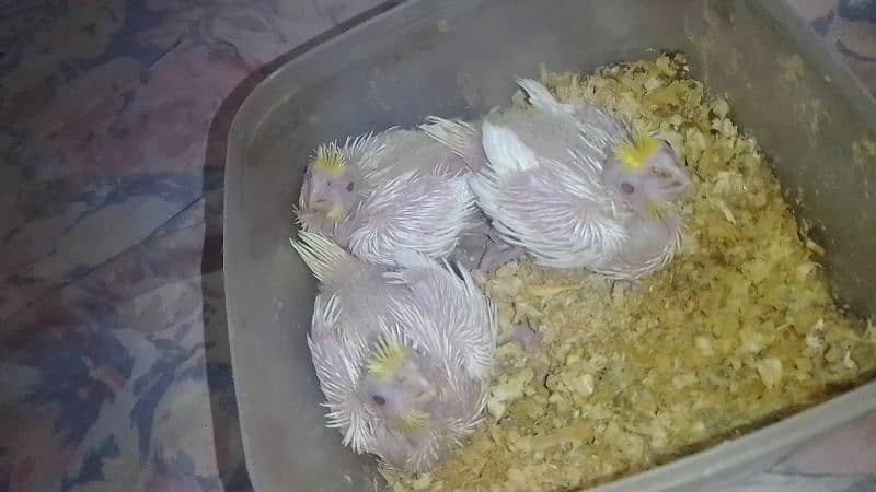 cocktail common white chicks on hand feeding 7