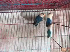 All birds are good condition and breeder with DNA