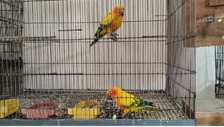 Sunconure Pair For sale