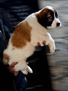 saint bernard female pup