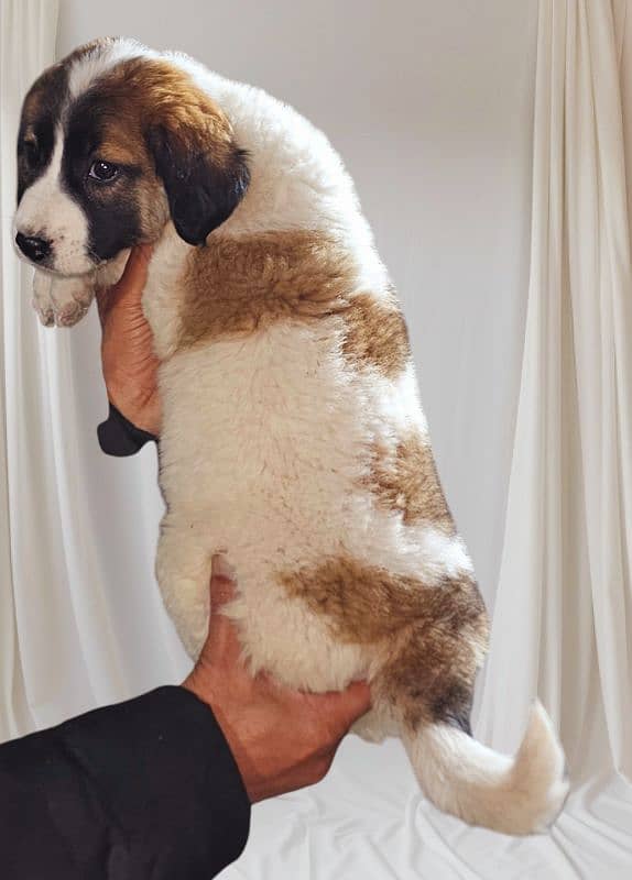 saint bernard female pup 1