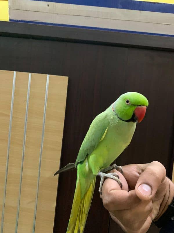 talking parrot 0