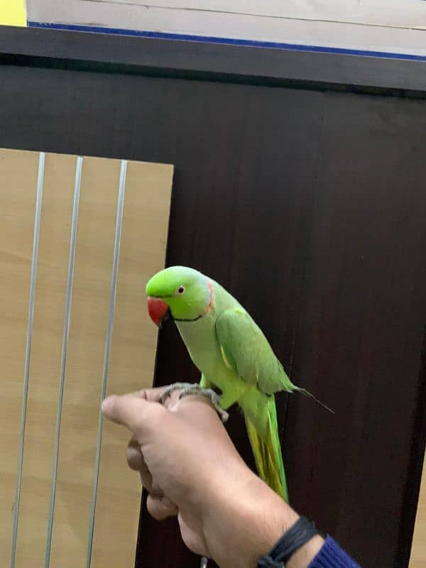 talking parrot 1