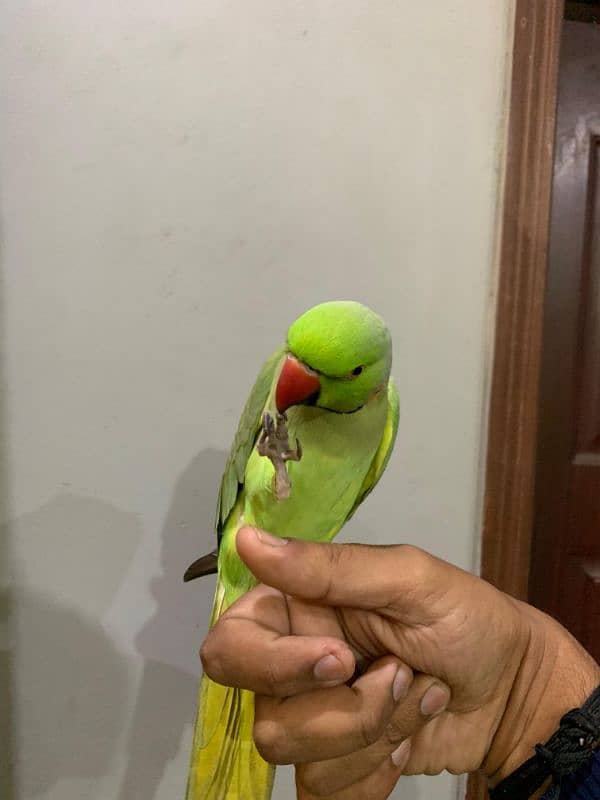 talking parrot 3