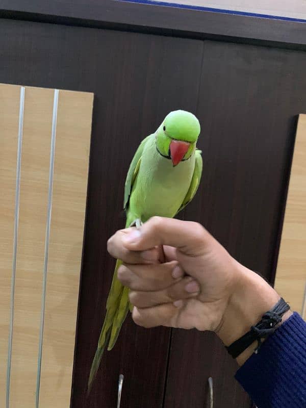 talking parrot 5