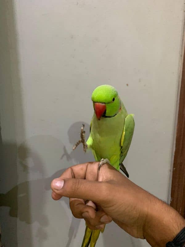 talking parrot 6